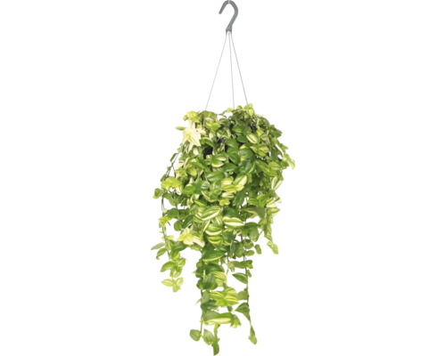 Plantă suspendată cu cârlig pentru decorare