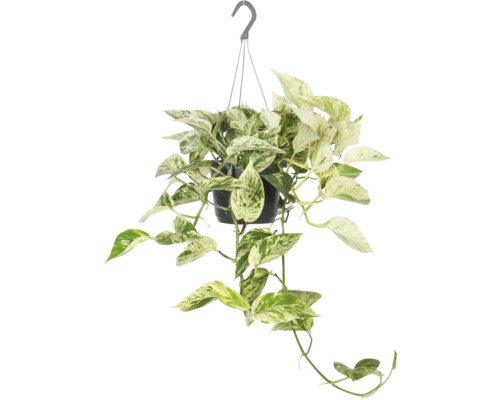 Iedera diavolului FloraSelf Scindapsus aureum 'Marble Queen' ghiveci Ø 17 cm Plantă suspendată cu frunze verzi și albe într-un ghiveci