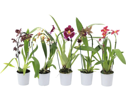 Orhidee fluture Mix FloraSelf Phalaenopsis Cascade ghiveci Ø 9 cm diferite sortimente