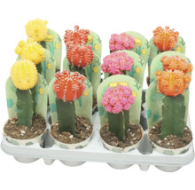 Cactus multicolor în ghivece într-un suport