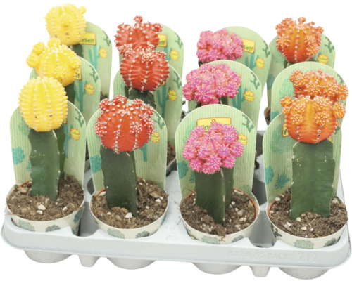 Cactus multicolor în ghivece într-un suport