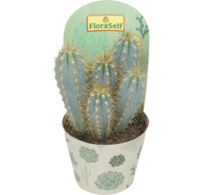 Cactus în ghiveci