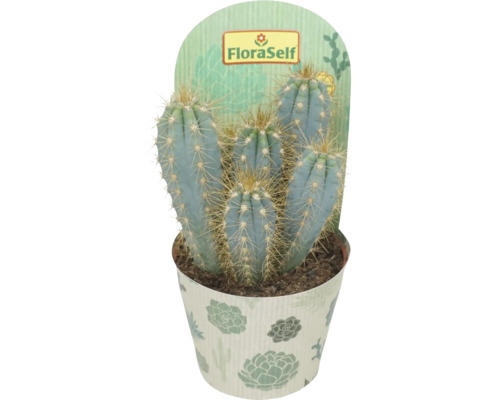 Cactus în ghiveci