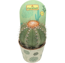 Cactus în ghiveci cu spini