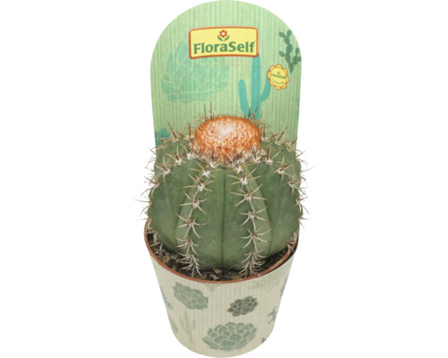 Cactus în ghiveci cu spini
