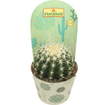 Cactus globular în ghiveci cu etichetă FloraSelf