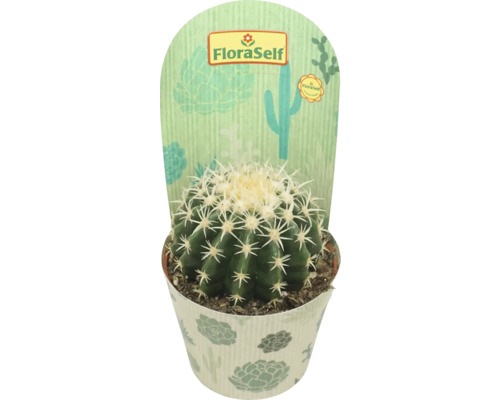 Cactus globular în ghiveci cu etichetă FloraSelf