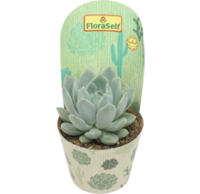 Echeveria în ghiveci