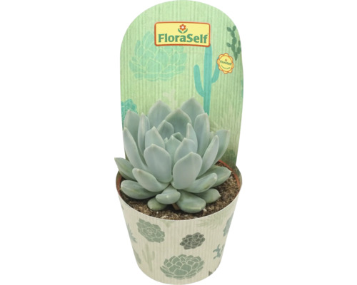 Echeveria în ghiveci