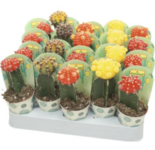 Plante de cactus în ghivece multicolore pe un afișaj