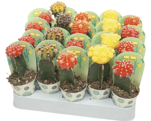 Plante de cactus în ghivece multicolore pe un afișaj