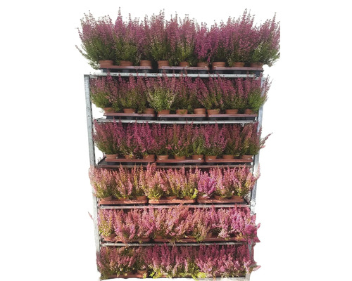 Plante de Erica pe un cărucior de vânzare.