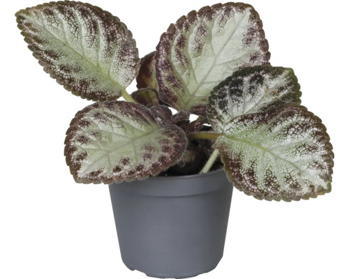 Plantă de apartament cu frunze de țelină într-un ghiveci