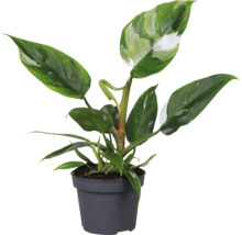 Philodendron plantă de interior într-un ghiveci