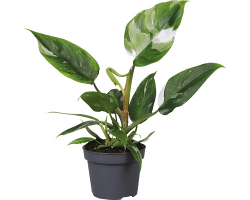 Philodendron plantă de interior într-un ghiveci