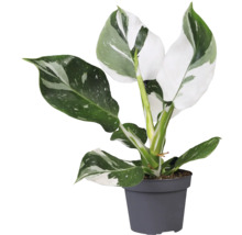 Philodendron plantă de interior într-un ghiveci