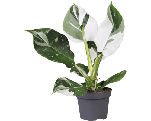 Philodendron plantă de interior într-un ghiveci