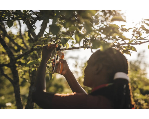 Femeie tăind un copac cu o foarfecă de grădinărit