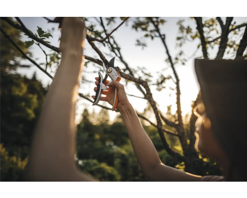 Femeie tăind o ramură cu o foarfecă de grădină.