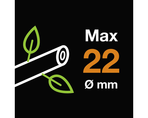 Grosimea maximă a ramurii 22 milimetri