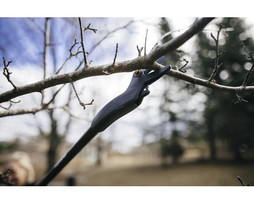 Foarfecă telescopică de crengi care taie o creangă