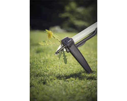 Dispozitiv de scos buruieni în acțiune împotriva păpădiei în gazon