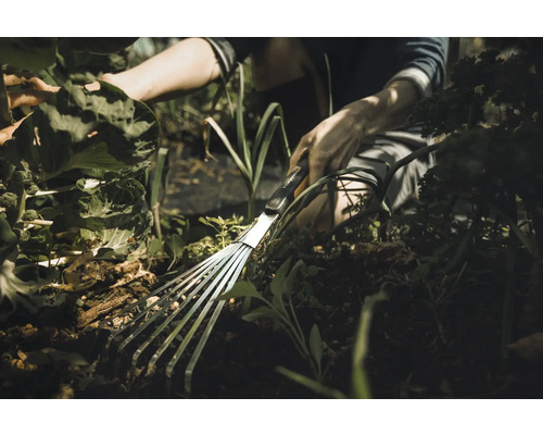 O persoană lucrează în grădină cu o greblă evantai printre plante.