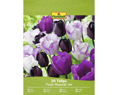 Bulbi de lalele FloraSelf Rhapsody Violet mix 11/12 20 buc.