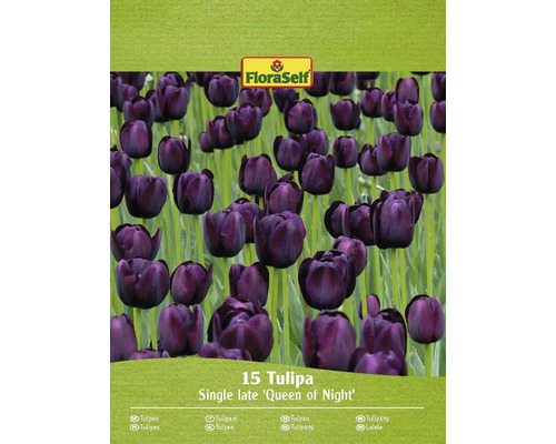 Bulbi de lalele FloraSelf Queen of Night 11/12 15 buc.