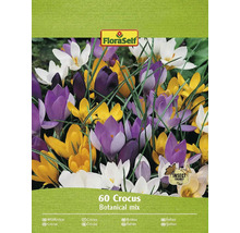 Pachet cu 60 de crocus amestec botanic