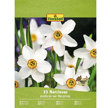 Pachet cu 15 bulbi de Narcissus poeticus var Recurvus