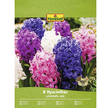 Pachet FloraSelf Hyacinthus orientalis mix, opt bucăți