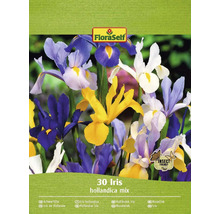 FloraSelf Iris hollandica mix, 30 bucăți