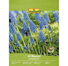 Ambalaj bulbi de zambilă Muscari armeniacum