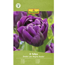 Lalele FloraSelf Double Late Negrita Double, pachet de 8 bucăți