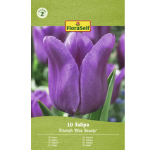 FloraSelf Tulipa Triumph Blue Beauty, pachet cu zece lalele