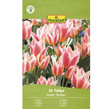 Pachet de 10 bulbi de lalele Tulipa Greigii ''Quebec''