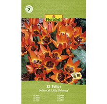 FloraSelf lalele Botanical Little Princess, pachet de douăsprezece bucăți
