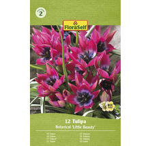Lalele Botanical Little Beauty FloraSelf, pachet de 12 bucăți