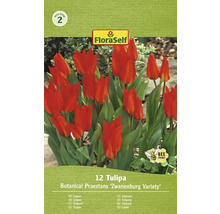 Pachet cu 12 lalele din soiul Botanical Praestans ''Zwanenburg Variety''