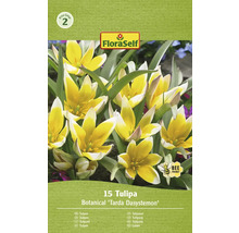 Pachet cu 15 bulbi de lalele Tulipa Tarda Dasystemon