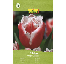 Pachet cu zece lalele Crispa Canasta de la FloraSelf