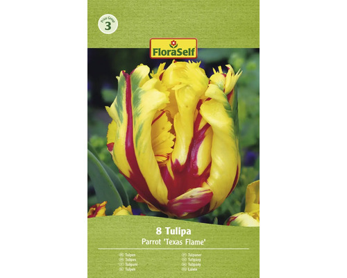 Bulbi de lalele FloraSelf Texas Flame 11/12 8 buc.