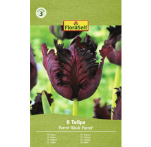 Pachet cu opt lalele din soiul Parrot Black Parrot