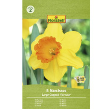 Pachet cu cinci bulbi de narcise din soiul Large-Cupped ''Fortune''