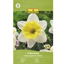 Pachet cu cinci bulbi de narcise din soiul Large-Cupped ''Ice Follies''