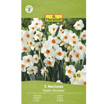 Pachet cu 5 Narcissus Tazetta ''Geranium''