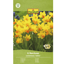 Pachet de narcise din specia Jetfire, prietenoase cu albinele