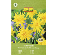 Pachet de șase narcise Botanical Double Rip van Winkle