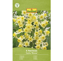 Pachet cu 6 Narcissus Tazetta ''Minnow''